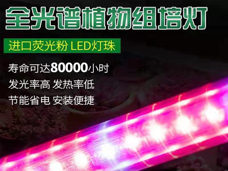 LED组培灯-红蓝光