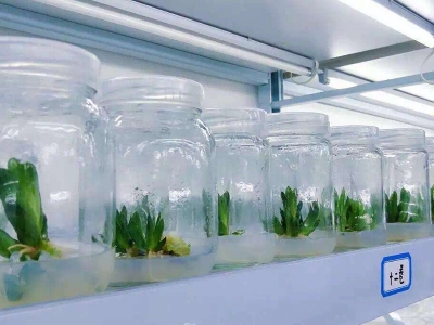组培