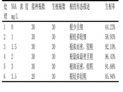组培苗